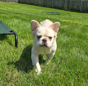 "Pearl" Female Platinum Fluffy French Bulldog