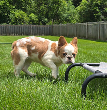 Load image into Gallery viewer, &quot;Pistachio&quot; Female Fluffy Pied Fawn French Bulldog [CLAIMED]