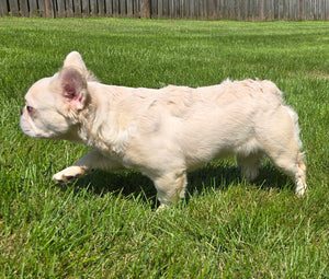 "Pearl" Female Platinum Fluffy French Bulldog