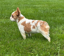 Load image into Gallery viewer, &quot;Pistachio&quot; Female Fluffy Pied Fawn French Bulldog [CLAIMED]