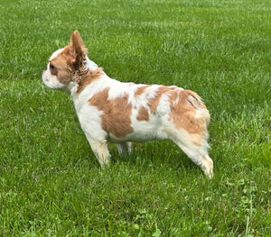 "Pistachio" Female Fluffy Pied Fawn French Bulldog [CLAIMED]