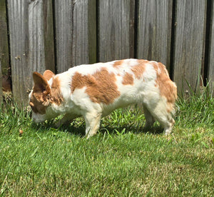 "Pistachio" Female Fluffy Pied Fawn French Bulldog [CLAIMED]