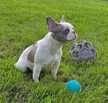 Load image into Gallery viewer, &quot;Pamela&quot; Female Merle Pied French Bulldog [CLAIMED]