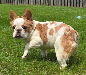 "Pistachio" Female Fluffy Pied Fawn French Bulldog [CLAIMED]