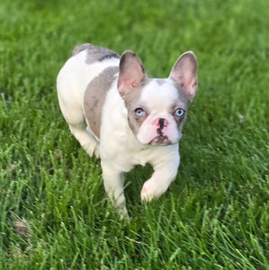 "Pamela" Female Merle Pied French Bulldog [CLAIMED]