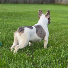 Load image into Gallery viewer, &quot;Pamela&quot; Female Merle Pied French Bulldog [CLAIMED]