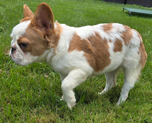 "Pistachio" Female Fluffy Pied Fawn French Bulldog [CLAIMED]