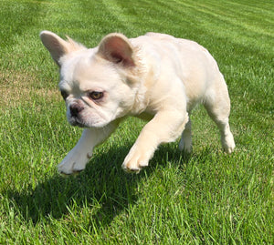 "Pearl" Female Platinum Fluffy French Bulldog