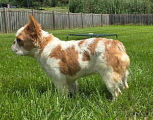 "Pistachio" Female Fluffy Pied Fawn French Bulldog [CLAIMED]