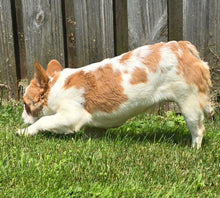 Load image into Gallery viewer, &quot;Pistachio&quot; Female Fluffy Pied Fawn French Bulldog [CLAIMED]