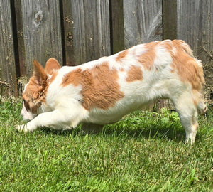 "Pistachio" Female Fluffy Pied Fawn French Bulldog [CLAIMED]