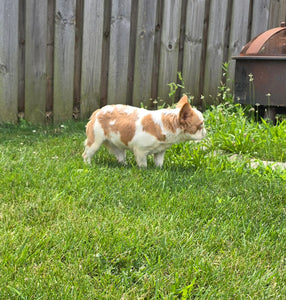 "Pistachio" Female Fluffy Pied Fawn French Bulldog [CLAIMED]