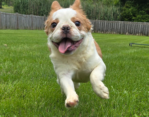 "Pistachio" Female Fluffy Pied Fawn French Bulldog [CLAIMED]