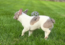 Load image into Gallery viewer, &quot;Pamela&quot; Female Merle Pied French Bulldog [CLAIMED]