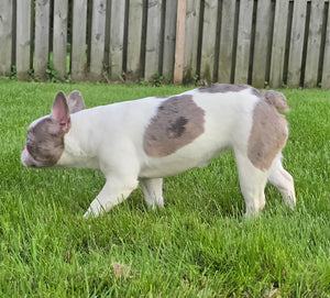 "Pamela" Female Merle Pied French Bulldog [CLAIMED]