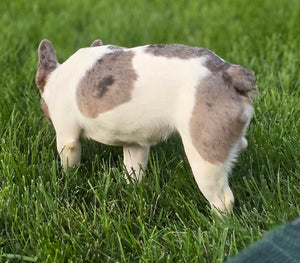 "Pamela" Female Merle Pied French Bulldog [CLAIMED]