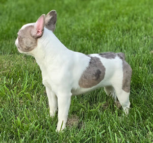 "Pamela" Female Merle Pied French Bulldog [CLAIMED]