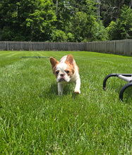 Load image into Gallery viewer, &quot;Pistachio&quot; Female Fluffy Pied Fawn French Bulldog [CLAIMED]