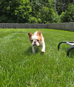 "Pistachio" Female Fluffy Pied Fawn French Bulldog [CLAIMED]