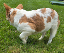 Load image into Gallery viewer, &quot;Pistachio&quot; Female Fluffy Pied Fawn French Bulldog [CLAIMED]