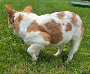 "Pistachio" Female Fluffy Pied Fawn French Bulldog [CLAIMED]