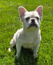 Load image into Gallery viewer, &quot;Pearl&quot; Female Platinum Fluffy French Bulldog