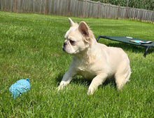 Load image into Gallery viewer, &quot;Pearl&quot; Female Platinum Fluffy French Bulldog