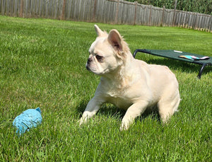 "Pearl" Female Platinum Fluffy French Bulldog