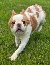 Load image into Gallery viewer, &quot;Pistachio&quot; Female Fluffy Pied Fawn French Bulldog [CLAIMED]