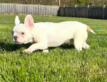 Load image into Gallery viewer, &quot;Jim&quot; Male French Bulldog