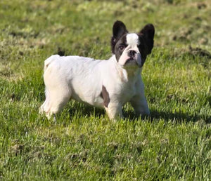 "Walnut" Male Fluffy French Bulldog
