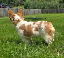 Load image into Gallery viewer, &quot;Pistachio&quot; Female Fluffy Pied Fawn French Bulldog [CLAIMED]