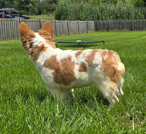 "Pistachio" Female Fluffy Pied Fawn French Bulldog [CLAIMED]