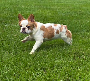 "Pistachio" Female Fluffy Pied Fawn French Bulldog [CLAIMED]