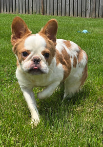 "Pistachio" Female Fluffy Pied Fawn French Bulldog [CLAIMED]