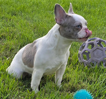 Load image into Gallery viewer, &quot;Pamela&quot; Female Merle Pied French Bulldog [CLAIMED]