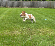 Load image into Gallery viewer, &quot;Pistachio&quot; Female Fluffy Pied Fawn French Bulldog [CLAIMED]