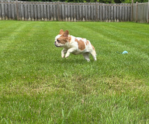 "Pistachio" Female Fluffy Pied Fawn French Bulldog [CLAIMED]