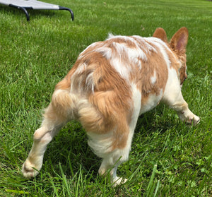 "Pistachio" Female Fluffy Pied Fawn French Bulldog [CLAIMED]