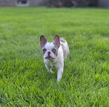 Load image into Gallery viewer, &quot;Pamela&quot; Female Merle Pied French Bulldog [CLAIMED]