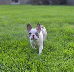 "Pamela" Female Merle Pied French Bulldog [CLAIMED]