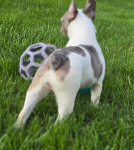 "Pamela" Female Merle Pied French Bulldog [CLAIMED]