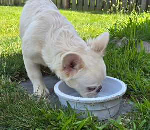 "Pearl" Female Platinum Fluffy French Bulldog