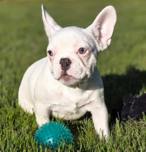 Load image into Gallery viewer, “Dwight” Male French Bulldog