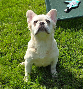 "Pearl" Female Platinum Fluffy French Bulldog