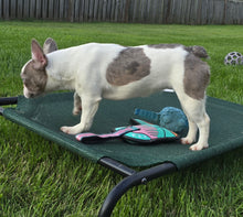 Load image into Gallery viewer, &quot;Pamela&quot; Female Merle Pied French Bulldog [CLAIMED]