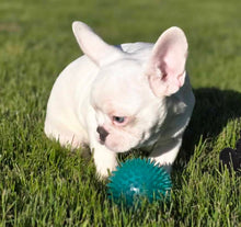 Load image into Gallery viewer, “Dwight” Male French Bulldog