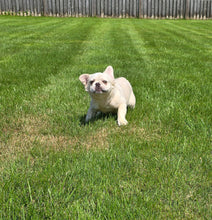 Load image into Gallery viewer, &quot;Pearl&quot; Female Platinum Fluffy French Bulldog