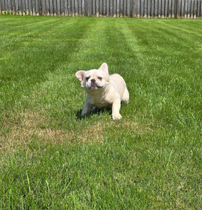 "Pearl" Female Platinum Fluffy French Bulldog