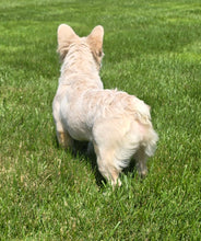 Load image into Gallery viewer, &quot;Pearl&quot; Female Platinum Fluffy French Bulldog